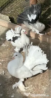 Porumbei voltați / rotați