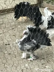 Porumbei voltați / rotați 