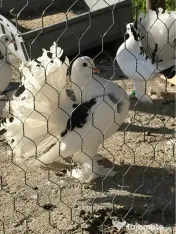 Porumbei voltați / rotați 