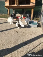 Porumbei voltați / rotați 
