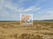 Teren intravilan– 50.000 mp, Bacău, Șoseaua Hol