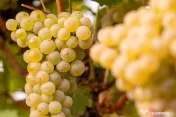Vând struguri Muscat Ottonel 