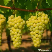 Vând struguri Muscat Ottonel 