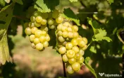 Vând struguri Muscat Ottonel 