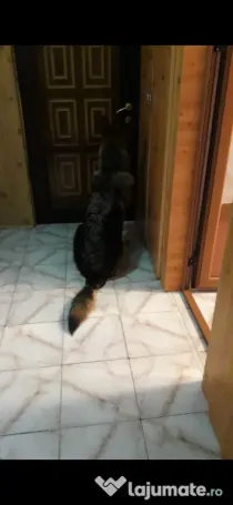 Apartament de vanzare cu 3 camere lângă scoala 6,Regia de tutun