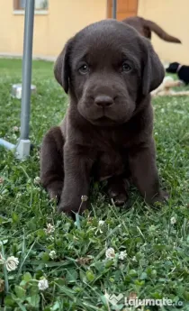 Labrador Retriever – fetițe disponibile