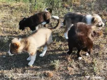 Border Coille