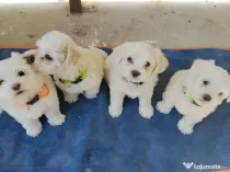 Bichon maltez din părinți cu pedigree