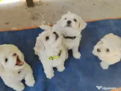 Bichon maltez din părinți cu pedigree