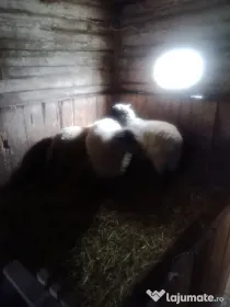 schimb 2 cârlani cu porci/purcei