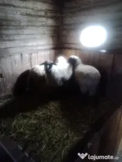 schimb 2 cârlani cu porci/purcei 