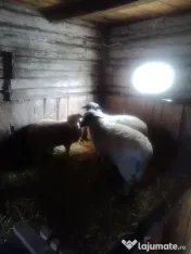 schimb 2 cârlani cu porci/purcei 