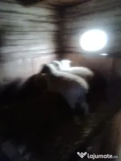 schimb 2 cârlani cu porci/purcei 