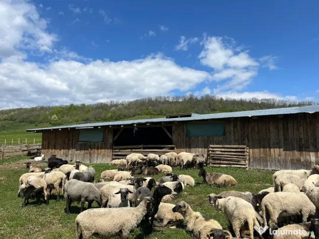 Fermă zootehnică / stână pentru oi și vaci – teren 10.000 mp - Măneciu-Pământeni