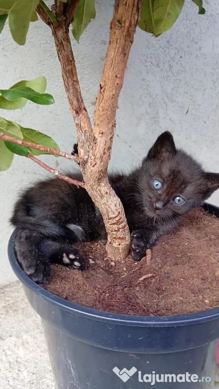 Puiuți de pisică spre adopție