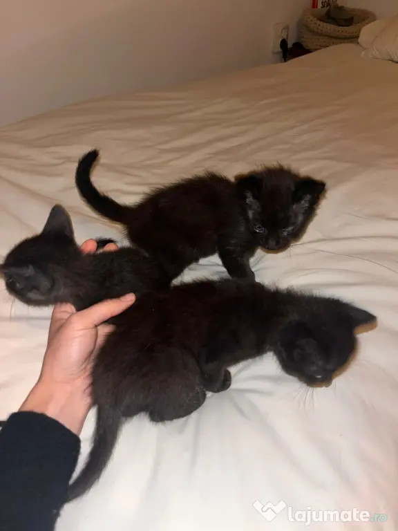 Puiuți de pisică spre adopție