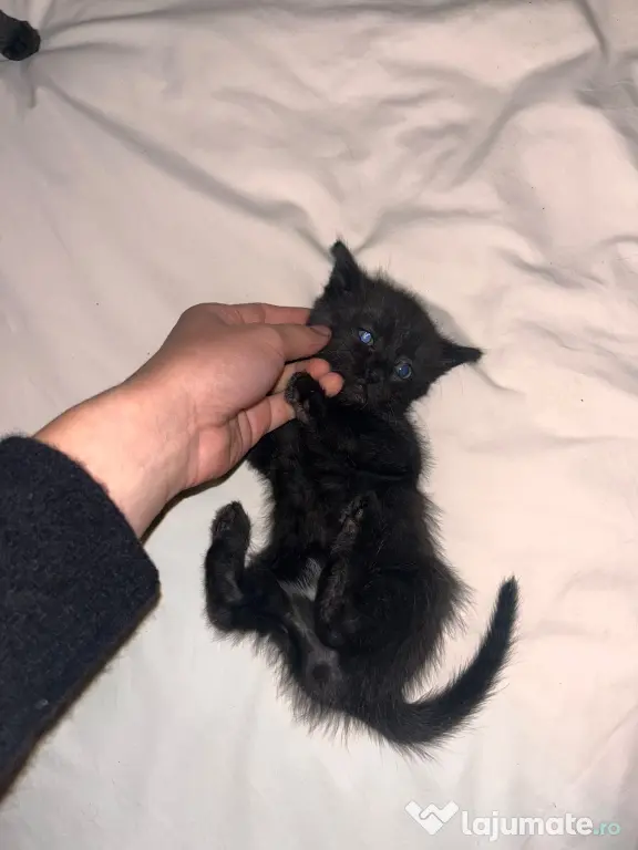 Puiuți de pisică spre adopție