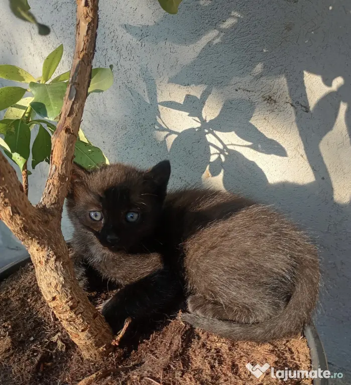 Puiuți de pisică spre adopție