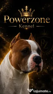 Amstaff femelă cu pedigree 