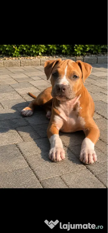 Amstaff femelă cu pedigree