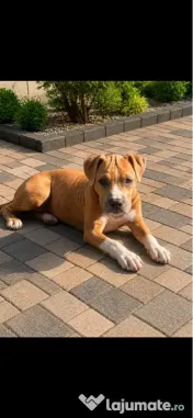 Amstaff femelă cu pedigree 