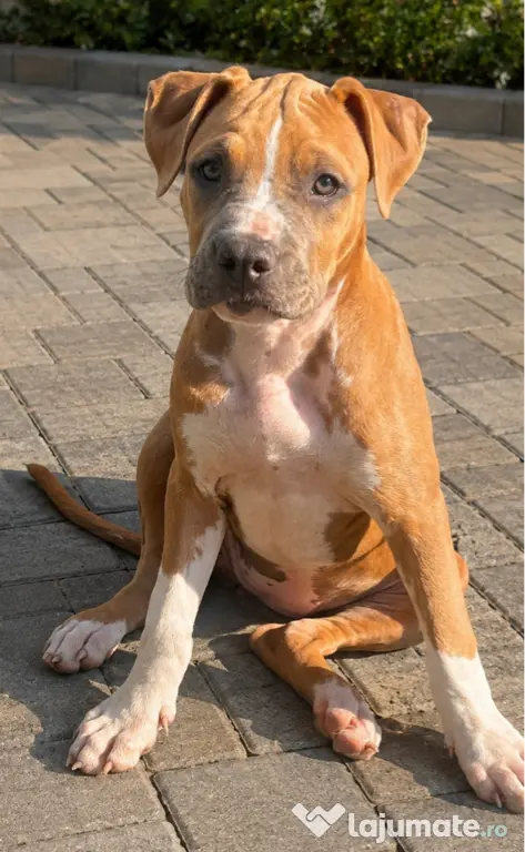 Amstaff femelă cu pedigree