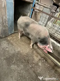 Vând porc rasă de carne