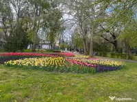 De inchiriat apartament cu 2 camere, etaj 2, Gradina Publ...