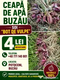 Ceapă de apă Buzău 