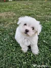 Vând pui bichon Maltez Mini Toy 