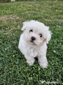 Vând pui bichon Maltez Mini Toy