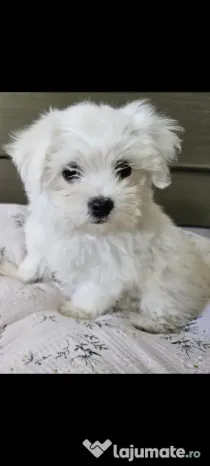 Vând pui bichon Maltez Mini Toy