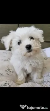 Vând pui bichon Maltez Mini Toy 