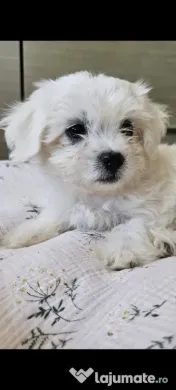 Vând pui bichon Maltez Mini Toy 