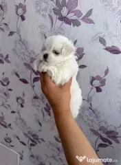 Bichon mini toy 