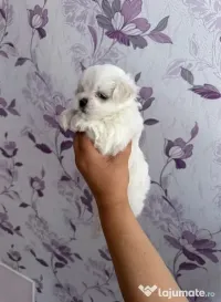 Bichon mini toy