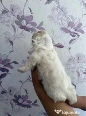 Bichon mini toy 