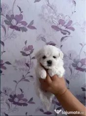 Bichon mini toy 