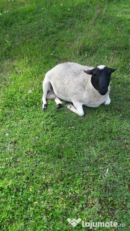 Vând oi de lapte pe alese