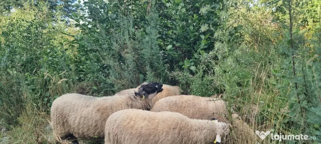 Vând oi de lapte pe alese
