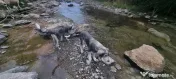 Vând oi de lapte pe alese