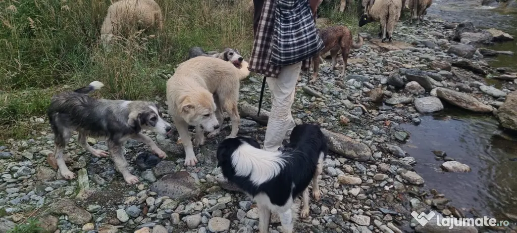Vând oi de lapte pe alese