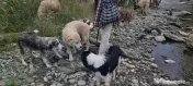 Vând oi de lapte pe alese