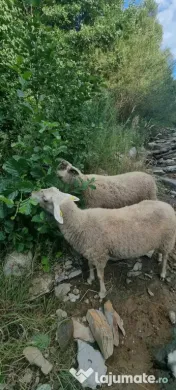 Vând oi de lapte pe alese