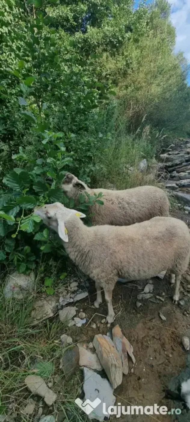 Vând oi de lapte pe alese