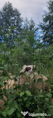Vând oi de lapte pe alese