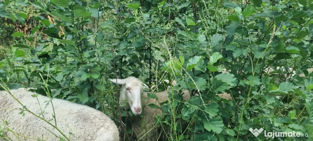 Vând oi de lapte pe alese