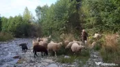 Vând oi de lapte pe alese