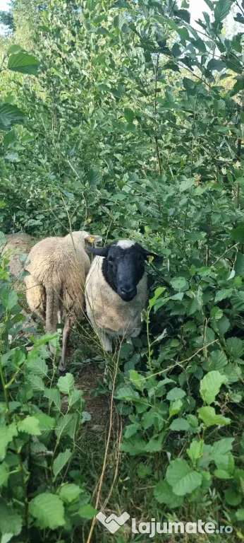 Vând oi de lapte pe alese