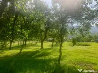 Struguri albi  dulci de vin soi Novă 